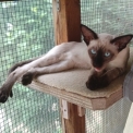 Chaton Siamois de race – prix 1300 €.