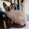 Chaton Siamois de race – prix 1300 €.