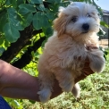 Chiot Bichon Havanais sans pedigree  en région Bourgogne-Franche-Comté.