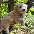 Chiot Bichon Havanais sans pedigree  en région Bourgogne-Franche-Comté.