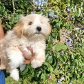 Chiot Bichon Havanais sans pedigree – prix 1200 €.