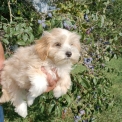 Chiot Bichon Havanais sans pedigree  en région Bourgogne-Franche-Comté.