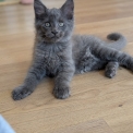 Chat Maine Coon proposé par l’élevage L oasis des merveilles main co.
