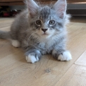 Chat Maine Coon proposé par l’élevage L oasis des merveilles main co.