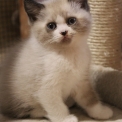 Chaton British Shorthair de race  en région Bourgogne-Franche-Comté.