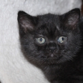 Chat British Shorthair proposée par l’élevage Domaine du chemin du Paradis.