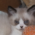 British Shorthair disponible en Saône-et-Loire