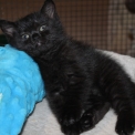 Chaton British Shorthair de race  en région Bourgogne-Franche-Comté.