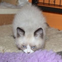 Chat British Shorthair proposé par l’élevage Domaine du chemin du Paradis.