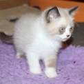 Chaton British Shorthair de race – prix 1200 €.