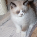 Chaton British Shorthair de race  en région Bourgogne-Franche-Comté.