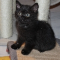 British Shorthair disponible en Saône-et-Loire