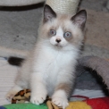 Chaton British Shorthair de race – prix 1200 €.
