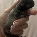 Chiot Chihuahua de race – prix 2000 €.