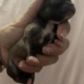 Chien Chihuahua proposé par l’élevage Des P'tites Pommes D'amour.