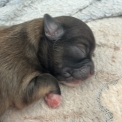 Chiot Chihuahua de race  en région Provence-Alpes-Côte d'Azur.