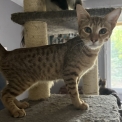 Chaton Chat Savannah de race – prix 1200 €.