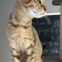 Chaton Chat Savannah de race – prix 1200 €.