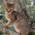 Chat Chat Savannah proposé par l’élevage Chatterie de la croix Lorraine.