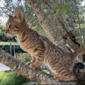 Chaton Chat Savannah de race  en région Occitanie.
