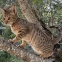 Chat Savannah disponible en Haute-Garonne