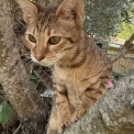 Chat Savannah disponible en Haute-Garonne