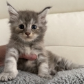 Chaton Maine Coon de race – prix 1450 €.