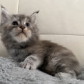 Maine Coon disponible en Haute-Garonne