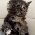 Chaton Maine Coon de race – prix 1450 €.