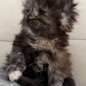 Chaton Maine Coon de race – prix 1450 €.