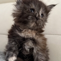 Chaton Maine Coon de race  en région Occitanie.