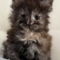Chaton Maine Coon de race – prix 1450 €.