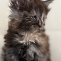 Chat Maine Coon proposée par l’élevage Chatterie de la croix Lorraine.