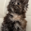 Chaton Maine Coon de race – prix 1450 €.