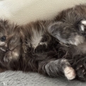 Chat Maine Coon proposée par l’élevage Chatterie de la croix Lorraine.