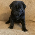 Chiot Carlin de race – prix 950 €.
