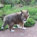 Chien Colley Shetland proposé par l’élevage Domaine des terres lorginoise.