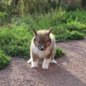 Chien Colley Shetland proposé par l’élevage Domaine des terres lorginoise.