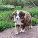 Chien Berger américain miniature proposée par l’élevage Domaine des terres lorginoise.