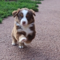 Chiot Berger américain miniature sans pedigree – prix 1360 €.