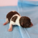 Chiot Chihuahua sans pedigree  en région Hauts-de-France.