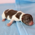 Chihuahua disponible dans le Pas-de-Calais