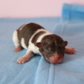 Chiot Chihuahua sans pedigree – prix 850 €.