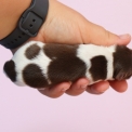 Chihuahua disponible dans le Pas-de-Calais