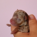Chien Chihuahua proposé par l’élevage Domaine des terres lorginoise.