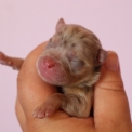 Chiot Chihuahua sans pedigree – prix 1000 €.