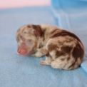 Chihuahua disponible dans le Pas-de-Calais