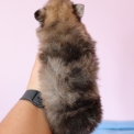 Chien Spitz Allemand Nain proposé par l’élevage Domaine des terres lorginoise.