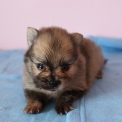 Chiot Spitz Allemand Nain sans pedigree  en région Hauts-de-France.