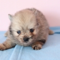 Chien Spitz Allemand Nain proposé par l’élevage Domaine des terres lorginoise.
